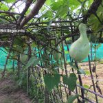 bottle gourds growing